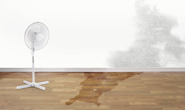 Best Carpet water damage restoration  in Melrose, MA